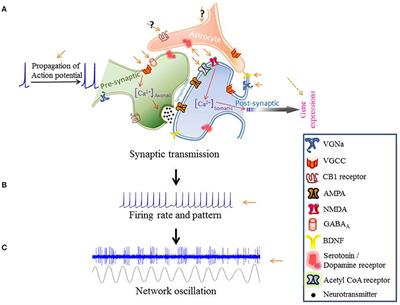 Impact of Transcranial Direct Current Stimulation (tDCS) on Neuronal Functions